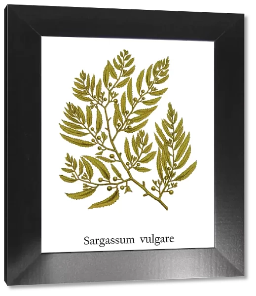 Old engraved illustration of a Algae, brown seaweed (Sargassum vulgare)