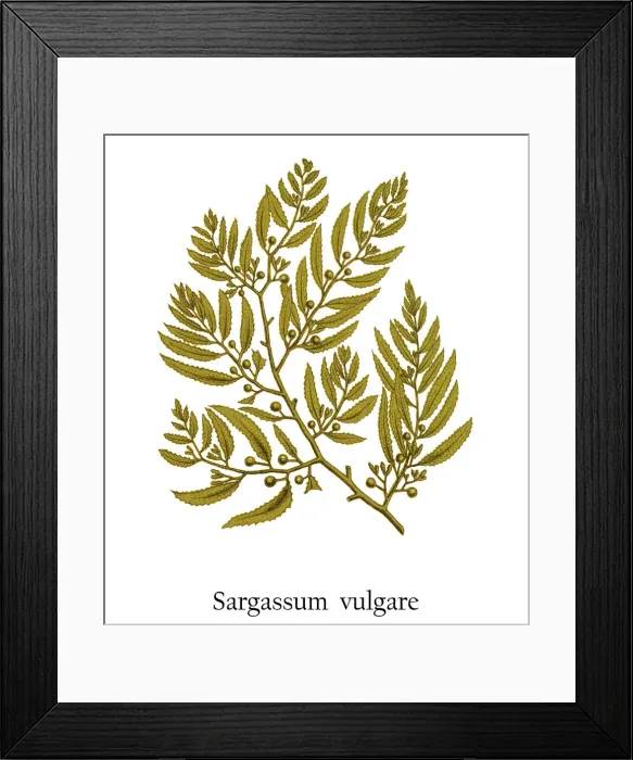 Framed Print : Old engraved illustration of a Algae, brown seaweed (Sargassum vulgare) Framed Print : Old engraved illustration of a Algae, brown seaweed (Sargassum vulgare)