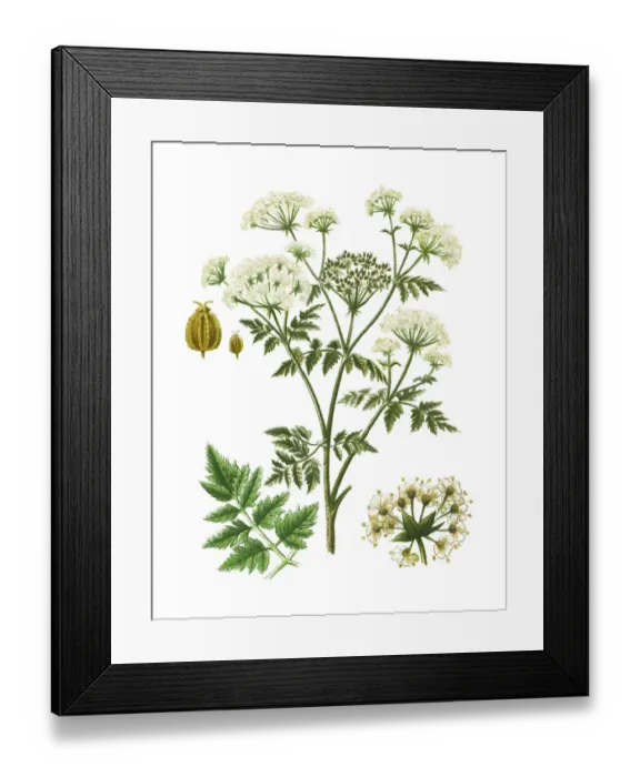 Framed Print : Old engraved illustration of the hemlock or poison hemlock (Conium maculatum) Framed Print : Old engraved illustration of the hemlock or poison hemlock (Conium maculatum)