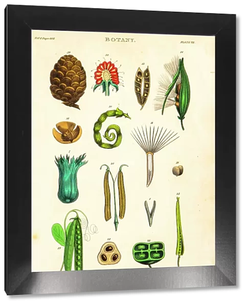 Botanical Linnean classification, 19th century illustration