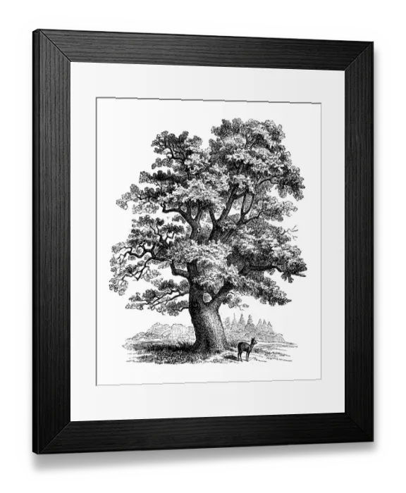 Framed Print : Antique botany illustration: Quercus robur, oak Framed Print : Antique botany illustration: Quercus robur, oak