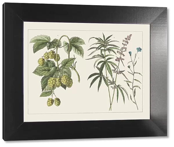 Various plants (Cannabaceae, Linaceae), chromolithograph, published in 1891