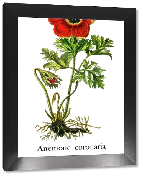 Old engraved illustration of Poppy anemone (Anemone coronaria)