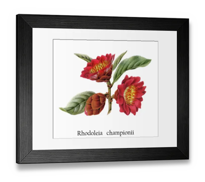 Framed Print : Old chromolithograph illustration of The Hong Kong rose (Rhodoleia championii) Framed Print : Old chromolithograph illustration of The Hong Kong rose (Rhodoleia championii)