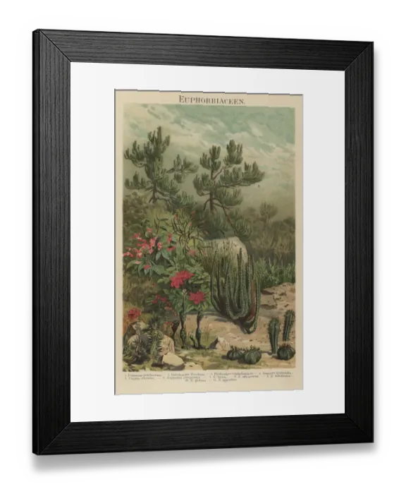 Framed Print : Old chromolithograph illustration of Euphorbiaceae Framed Print : Old chromolithograph illustration of Euphorbiaceae
