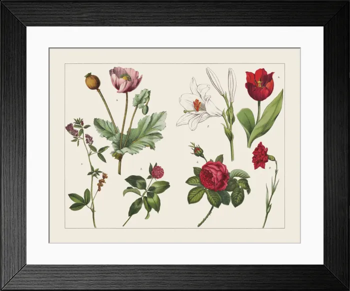 Framed Print : Various plants (Papaveraceae, Fabaceae, Rosoideae, Lilioideae, Caryophyllaceae), chromolithograph, published 1891 Framed Print : Various plants (Papaveraceae, Fabaceae, Rosoideae, Lilioideae, Caryophyllaceae), chromolithograph, published 1891