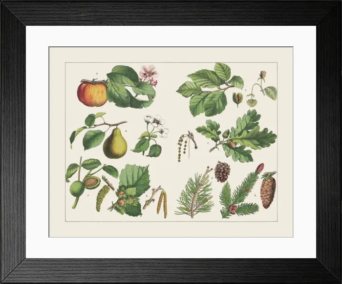 Framed Print : Various plants (deciduous and coniferous trees), chromolithograph, published in 1891 Framed Print : Various plants (deciduous and coniferous trees), chromolithograph, published in 1891