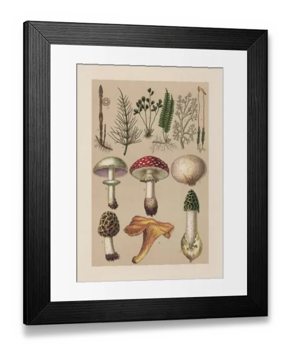 Framed Print : Plants (Cryptogamae), chromolithograph, published in 1889 Framed Print : Plants (Cryptogamae), chromolithograph, published in 1889