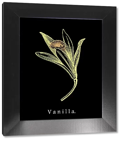 Old engraved illustration of vanilla flower
