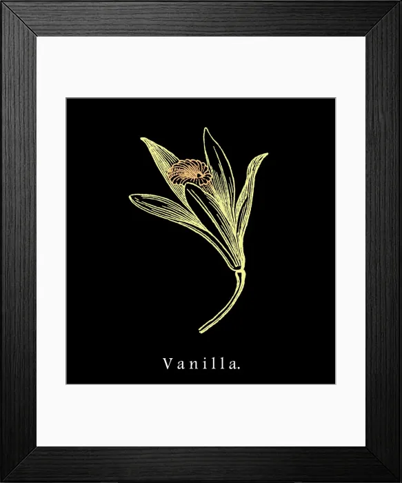 Framed Print : Old engraved illustration of vanilla flower Framed Print : Old engraved illustration of vanilla flower