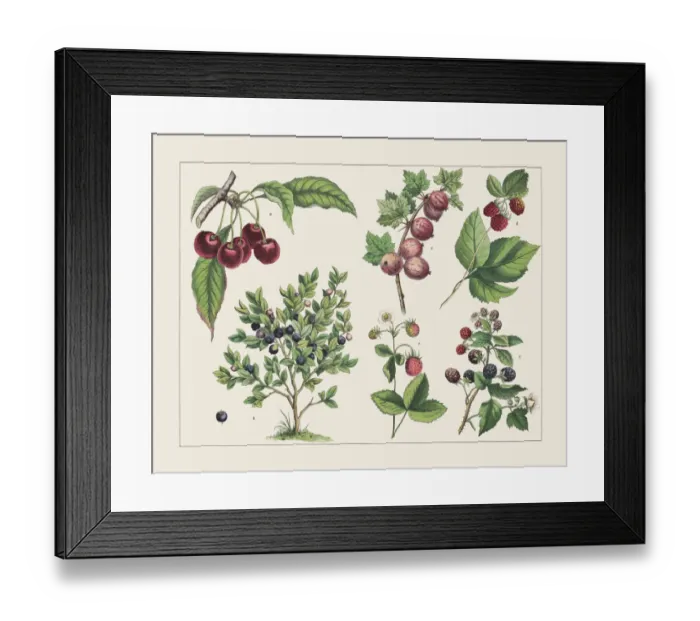 Framed Print : Various plants (Rosaceae, Ericaceae, Grossulariaceae):, chromolithograph, published 1891 Framed Print : Various plants (Rosaceae, Ericaceae, Grossulariaceae):, chromolithograph, published 1891