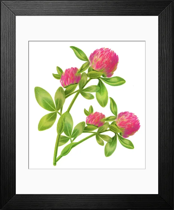 Framed Print : Old engraved illustration of Red Clover (Trifolium pratense) Framed Print : Old engraved illustration of Red Clover (Trifolium pratense)