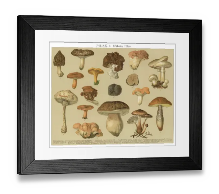Framed Print : Old engraved illustration of a Edible fungi, Mushrooms Framed Print : Old engraved illustration of a Edible fungi, Mushrooms