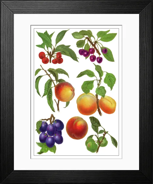 Framed Print : Old chromolithograph illustration of a drupe fruits Framed Print : Old chromolithograph illustration of a drupe fruits