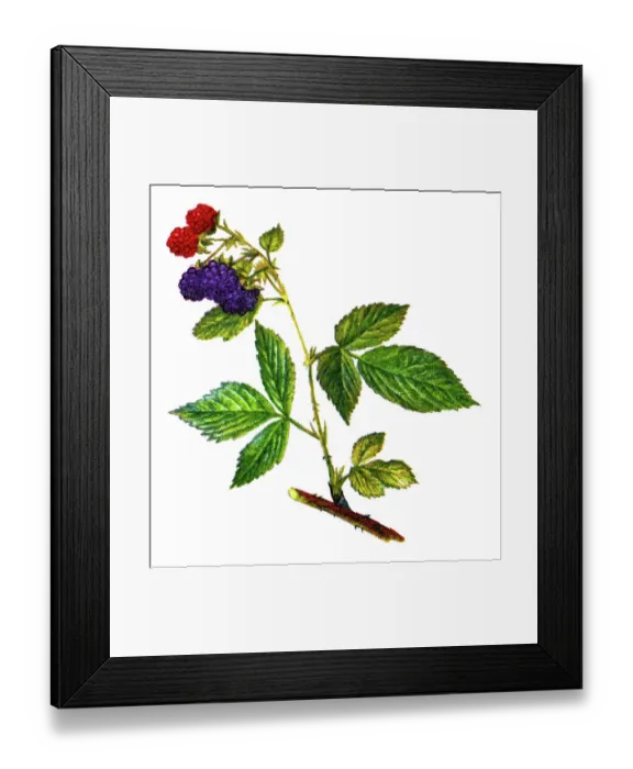 Framed Print : Old chromolithograph illustration of blackberry Framed Print : Old chromolithograph illustration of blackberry