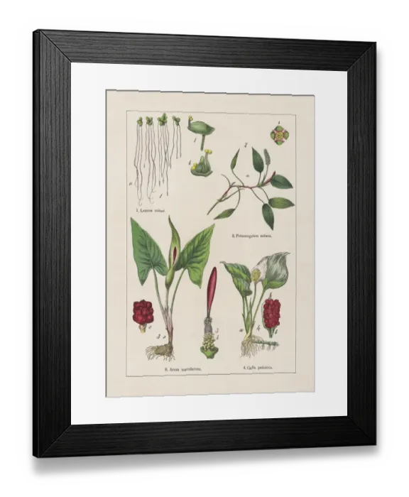 Framed Print : Monocotyledons, Alismatales, chromolithograph, published in 1895 Framed Print : Monocotyledons, Alismatales, chromolithograph, published in 1895