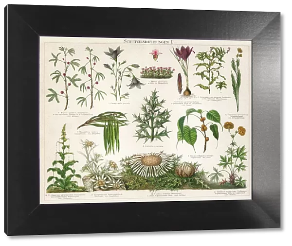Old Chromolithograph illustration of Defence mechanisms of different plants