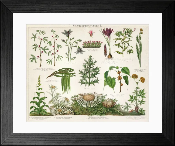 Framed Print : Old Chromolithograph illustration of Defence mechanisms of different plants Framed Print : Old Chromolithograph illustration of Defence mechanisms of different plants
