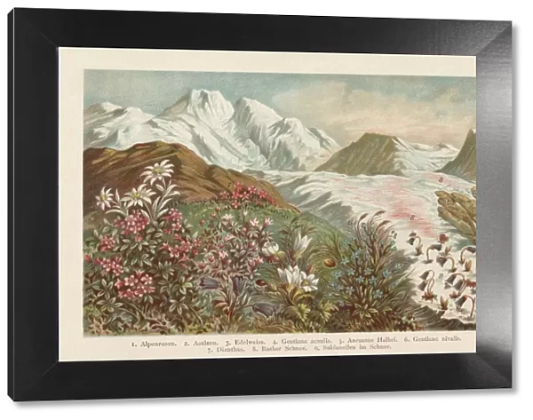 Mountain flora, chromolithograph, published in 1894