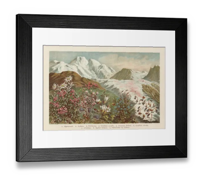 Framed Print : Mountain flora, chromolithograph, published in 1894 Framed Print : Mountain flora, chromolithograph, published in 1894