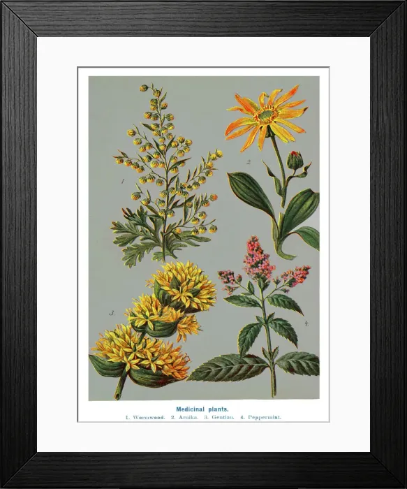 Framed Print : Old engraved illustration of a Medicinal plants Framed Print : Old engraved illustration of a Medicinal plants
