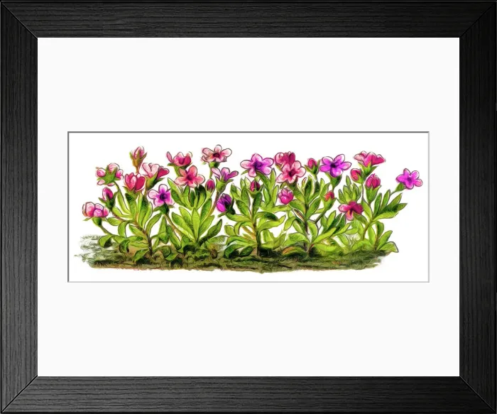 Framed Print : Old engraved illustration of Alpine Rock Jasmine, Rock Jasmine (Androsace alpina) Framed Print : Old engraved illustration of Alpine Rock Jasmine, Rock Jasmine (Androsace alpina)