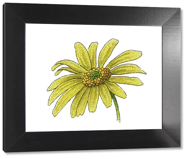 Old chromolithograph illustration of Botany, Paris daisy, marguerite or marguerite daisy (Argyranthemum frutescens)