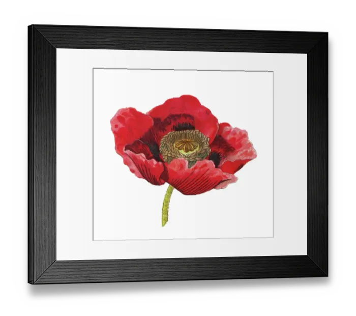 Framed Print : Old chromolithograph illustration of Botany, Iranian poppy or Persian poppy or great scarlet poppy (Papaver bracteatum) Framed Print : Old chromolithograph illustration of Botany, Iranian poppy or Persian poppy or great scarlet poppy (Papaver bracteatum)