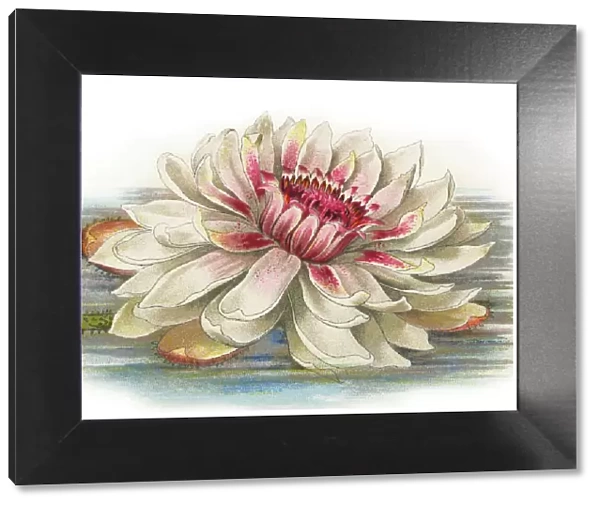 Old chromolithograph illustration of Botany, Water Lily (Victoria regia, Victoria amazonica)