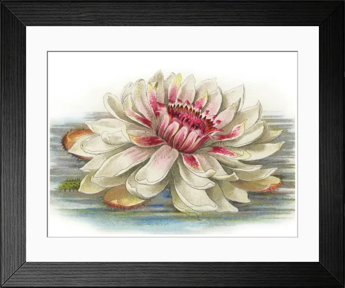 Framed Print : Old chromolithograph illustration of Botany, Water Lily (Victoria regia, Victoria amazonica)