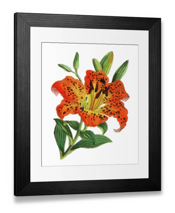 Framed Print : Old chromolithograph illustration of botany, Lilium maculatum Framed Print : Old chromolithograph illustration of botany, Lilium maculatum
