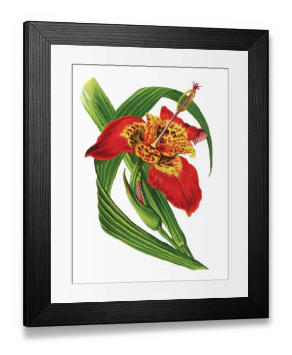 Framed Print : Old chromolithograph illustration of Botany, jockeys cap lily, Mexican shellflower, peacock flower, tiger iris, and tiger flower (Tigridia pavonia) Framed Print : Old chromolithograph illustration of Botany, jockeys cap lily, Mexican shellflower, peacock flower, tiger iris, and tiger flower (Tigridia pavonia)