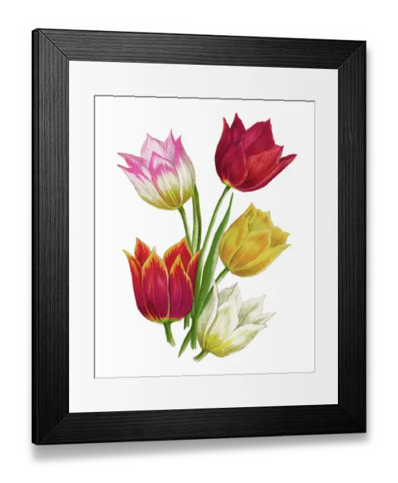 Framed Print : Old chromolithograph illustration of Botany, van Thol tulip, Schrencks tulip (Tulipa suaveolens, Tulipa schrenkii) Framed Print : Old chromolithograph illustration of Botany, van Thol tulip, Schrencks tulip (Tulipa suaveolens, Tulipa schrenkii)