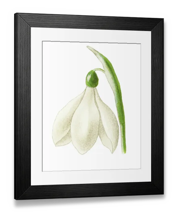 Framed Print : Old chromolithograph illustration of Botany, Snowdrop Framed Print : Old chromolithograph illustration of Botany, Snowdrop