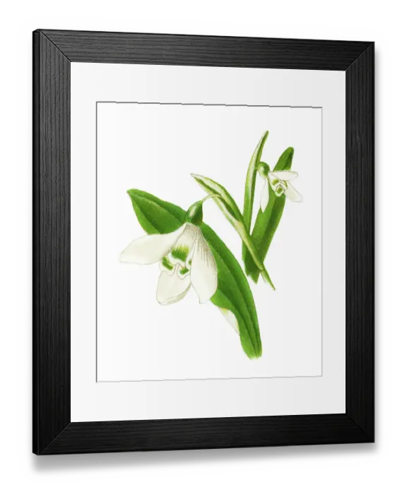 Framed Print : Old chromolithograph illustration of Botany, Snowdrop Framed Print : Old chromolithograph illustration of Botany, Snowdrop