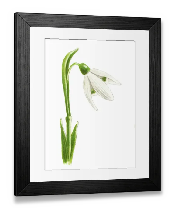 Framed Print : Old chromolithograph illustration of Botany, Snowdrop Framed Print : Old chromolithograph illustration of Botany, Snowdrop
