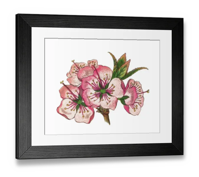 Framed Print : Old chromolithograph illustration of japanese bush cherry, Oriental bush cherry, or Korean bush cherry (Prunus japonica or Cerasus japonica) Framed Print : Old chromolithograph illustration of japanese bush cherry, Oriental bush cherry, or Korean bush cherry (Prunus japonica or Cerasus japonica)