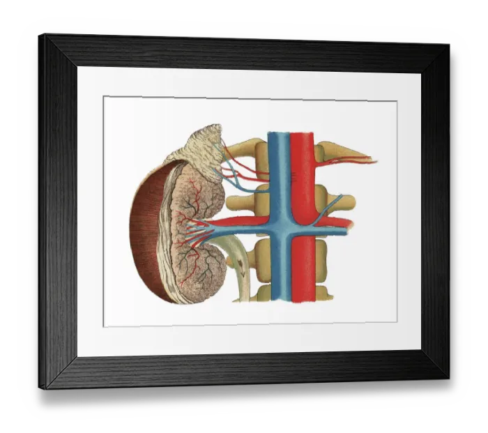 Framed Print : Old chromolithograph illustration of section of human kidney