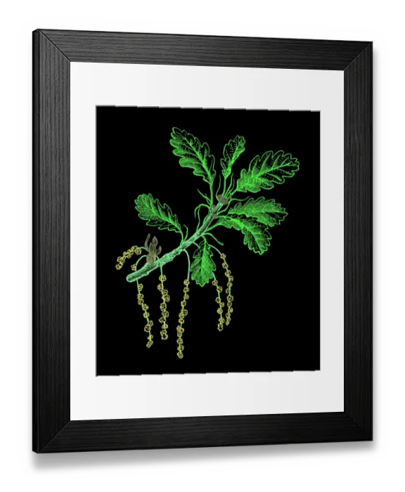 Framed Print : Old engraved illustration of oak tree, the sessile oak, Cornish oak, Irish Oak or durmast oak (Quercus petraea) and common oak, pedunculate oak, European oak or English oak (Quercus robur) Framed Print : Old engraved illustration of oak tree, the sessile oak, Cornish oak, Irish Oak or durmast oak (Quercus petraea) and common oak, pedunculate oak, European oak or English oak (Quercus robur)