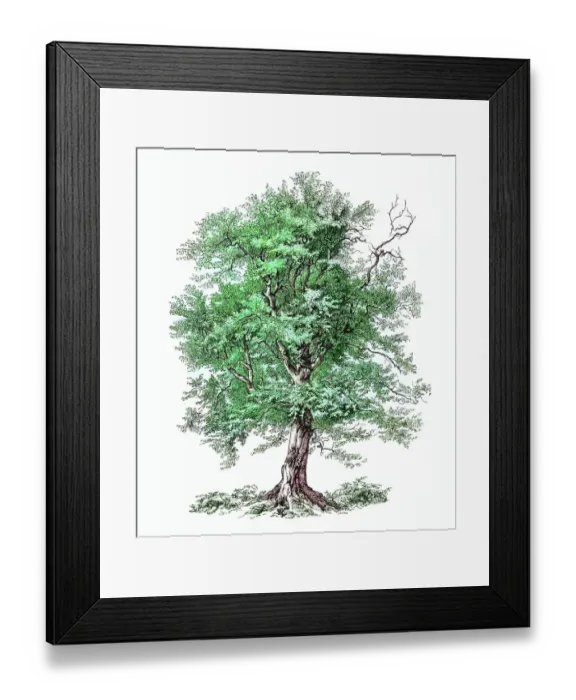 Framed Print : Old engraved illustration of European or common hornbeam (Carpinus betulus) Framed Print : Old engraved illustration of European or common hornbeam (Carpinus betulus)