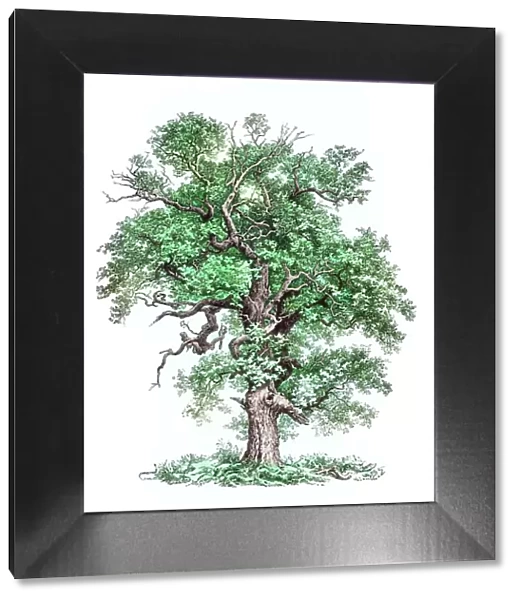 Old engraved illustration of oak tree, common oak, pedunculate oak, European oak or English oak (Quercus robur)