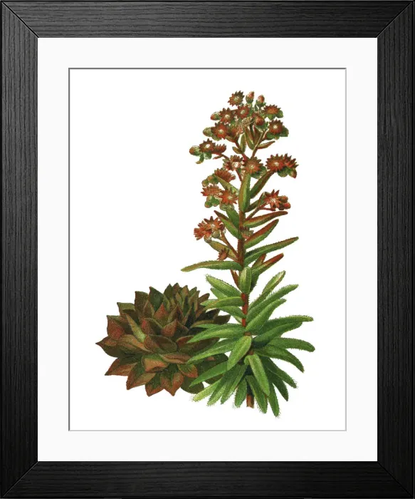 Framed Print : Old chromolithograph illustration of cacti - common houseleek (Sempervivum tectorum)