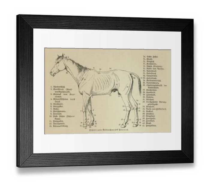Framed Print : Old engraved illustration of the horses, Equine anatomy Framed Print : Old engraved illustration of the horses, Equine anatomy