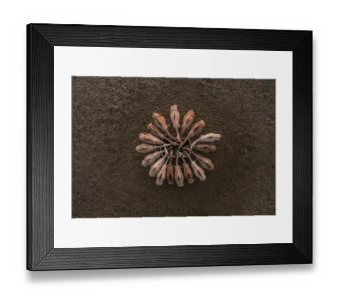 Framed Print : Circle of Camels from above Framed Print : Circle of Camels from above
