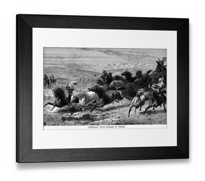 Framed Print : Catching Wild Horses Framed Print : Catching Wild Horses