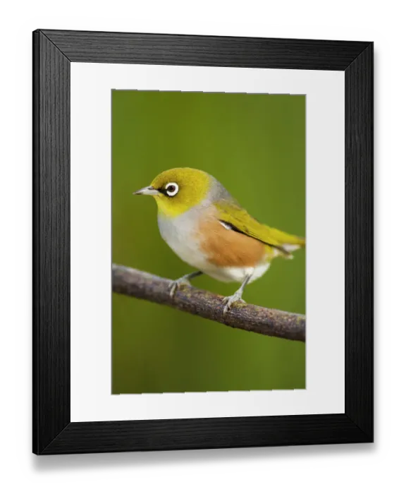 Framed Print : Silvereye on branch Framed Print : Silvereye on branch
