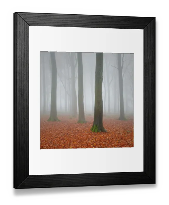 Framed Print : Beech Woodland in the Autumn Mist Framed Print : Beech Woodland in the Autumn Mist