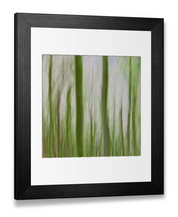 Framed Print : Oak trees in forest, North Devon Framed Print : Oak trees in forest, North Devon
