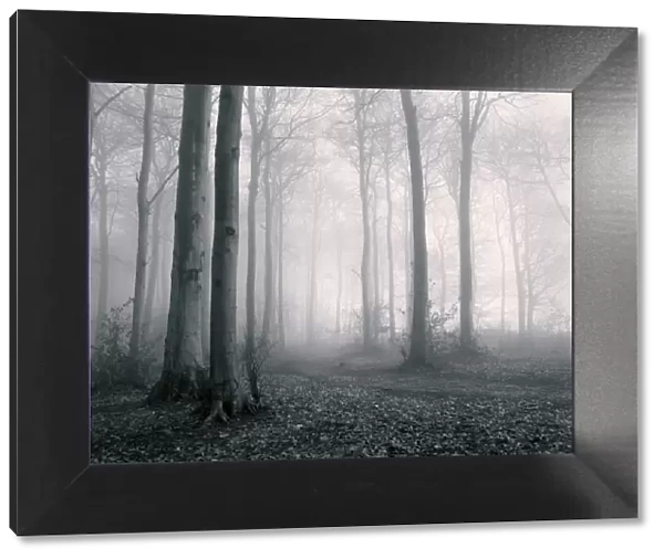 Misty woodland, Gloucestershire, UK