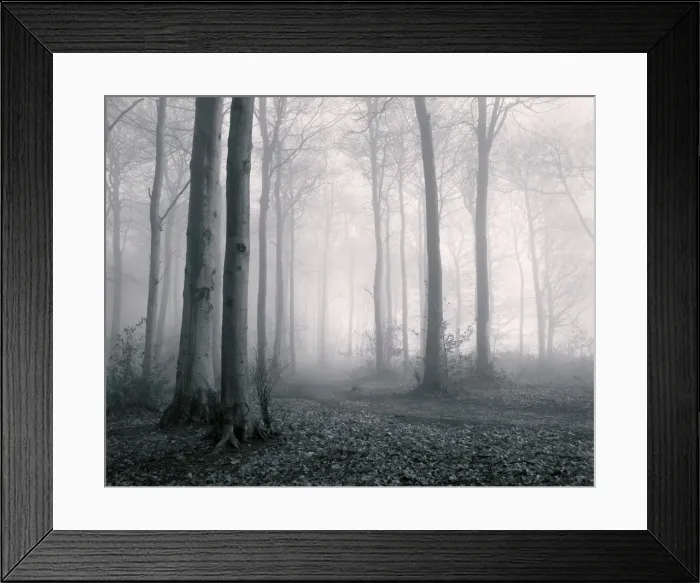 Framed Print : Misty woodland, Gloucestershire, UK Framed Print : Misty woodland, Gloucestershire, UK
